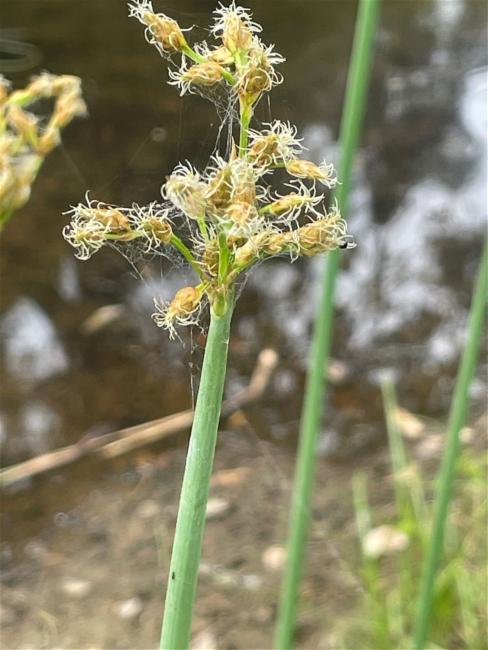 Schoenoplectus tabernaemontani (Soft-stem Bullrush)