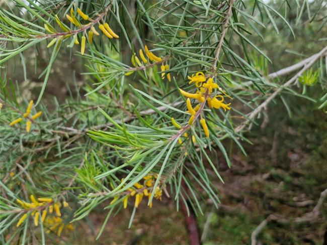 Persoonia linearis (Narrow-leaf Geebung) (alternate view 11)
