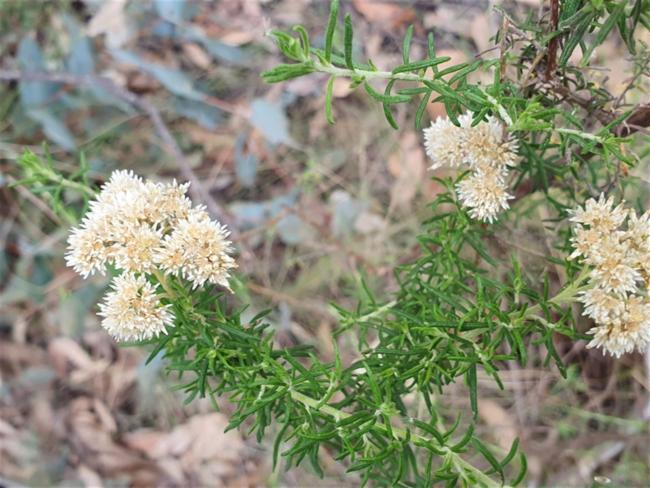 Cassinia aculeata (Australian Tauhinu) (alternate view 11)