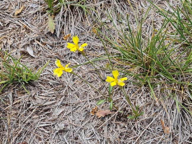 Goodenia pinnatifida (scrambled eggs) (alternate view 11)
