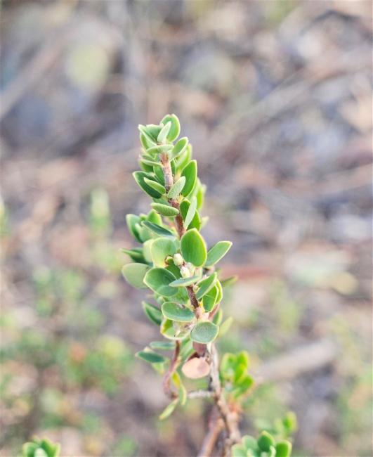 Brachyloma daphnoides (Daphne heath) (alternate view 11)