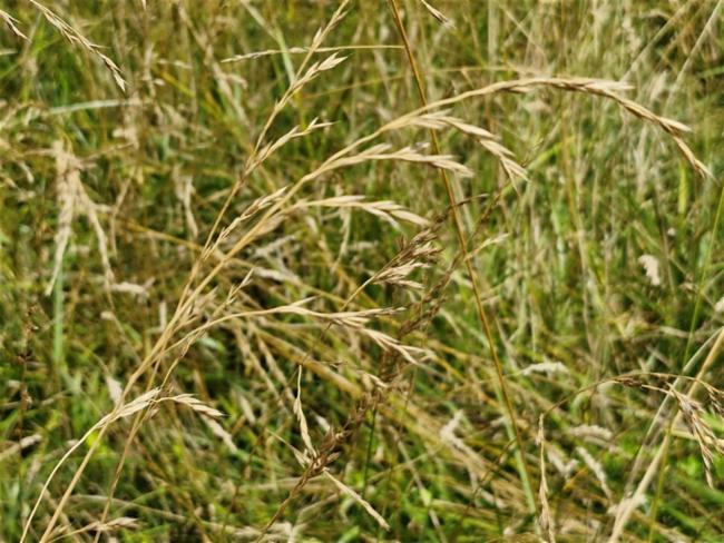 Lolium arundinaceum (tall fescue) (alternate view 9)