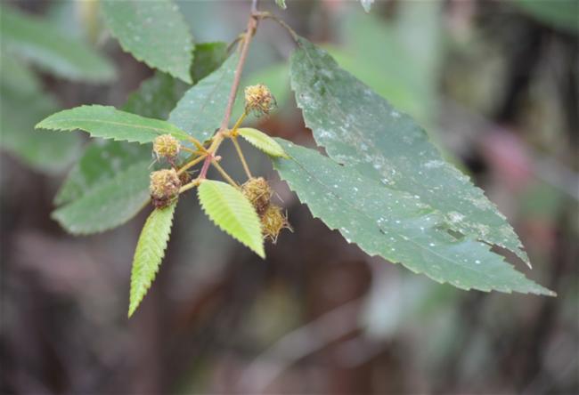 Callicoma serratifolia (Callicoma) (alternate view 11)