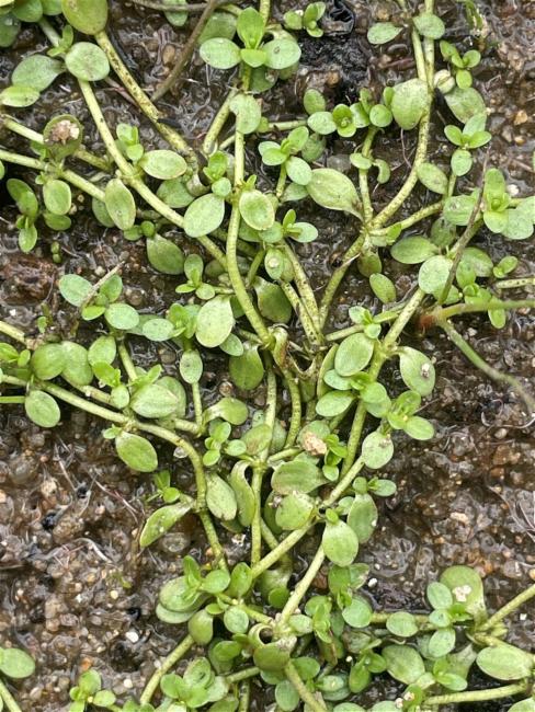 Callitriche stagnalis (Pond water-starwort) (alternate view 9)