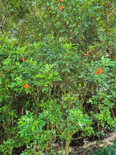 Synoum glandulosum (scentless rosewood) (alternate view 9)