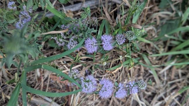 Mentha pulegium (Pennyroyal) (alternate view 10)