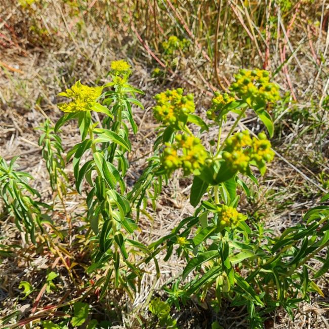 Euphorbia oblongata (eggleaf spurge) (alternate view 11)