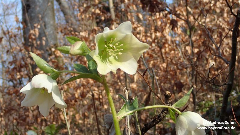 Helleborus x hybridus (hybrid hellebore) (alternate view 12)