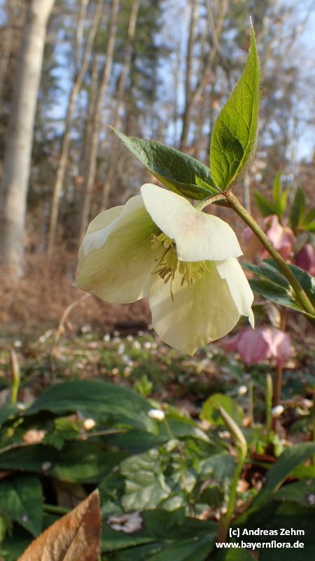 Helleborus x hybridus (hybrid hellebore) (alternate view 13)