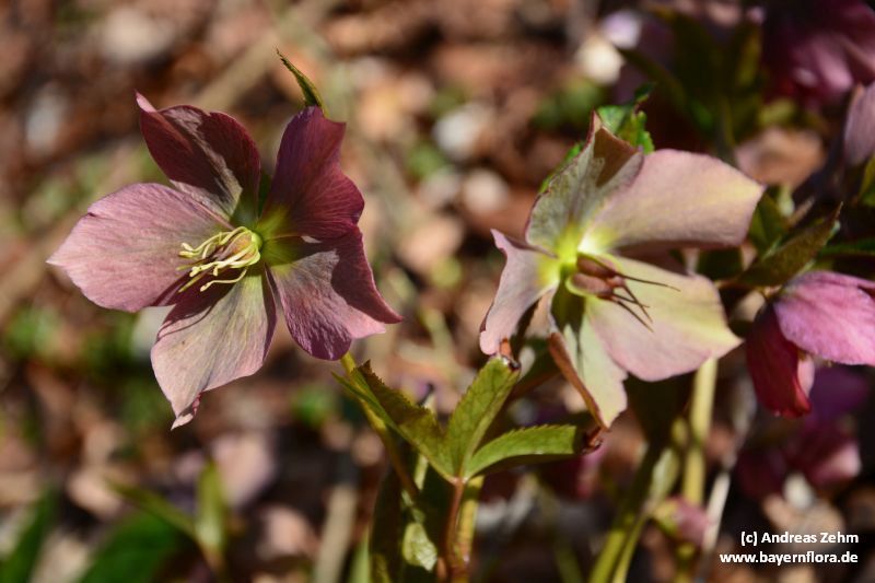 Helleborus x hybridus (hybrid hellebore) (alternate view 11)