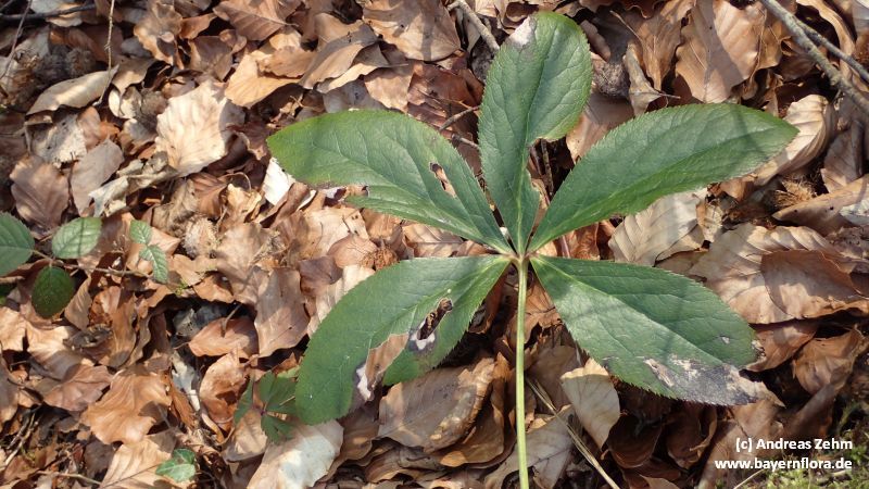Helleborus x hybridus (hybrid hellebore) (alternate view 14)