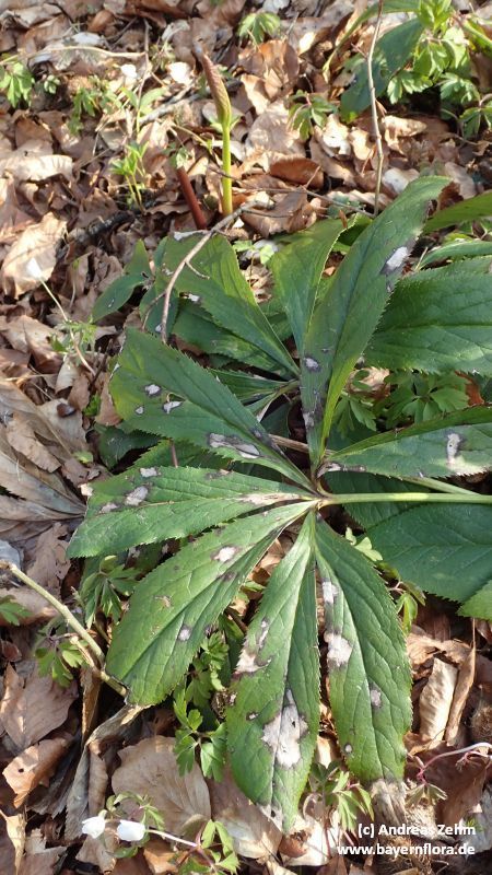 Helleborus x hybridus (hybrid hellebore) (alternate view 15)