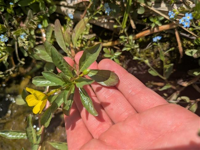 Ludwigia peploides (floating primrose-willow) (alternate view 12)
