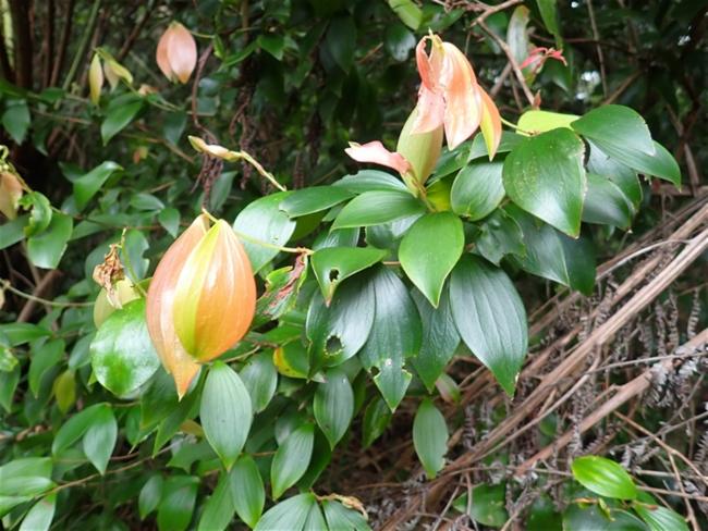 Trochocarpa laurina (Tree Heath) (alternate view 10)