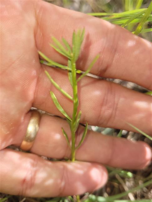 Stackhousia monogyna (Creamy Candles) (alternate view 11)