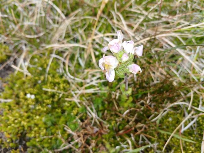 Euphrasia collina (purple eyebright) (alternate view 8)