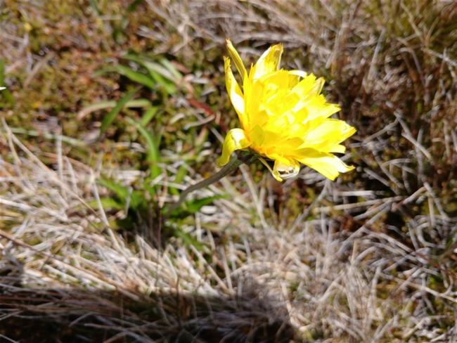 Microseris walteri (Murnong) (alternate view 8)