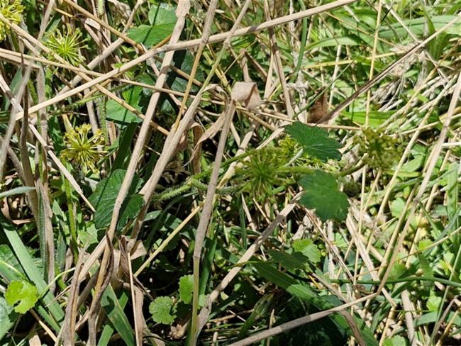 Hydrocotyle laxiflora (Stinking Pennywort) (alternate view 11)