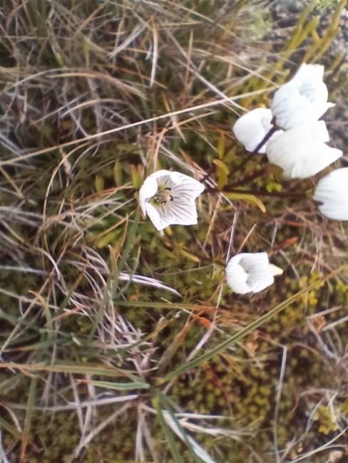 Gentianella (dwarf gentians) (alternate view 2)