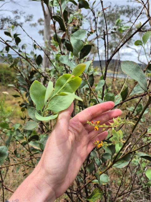 Daviesia latifolia (hop bitter-pea) (alternate view 11)