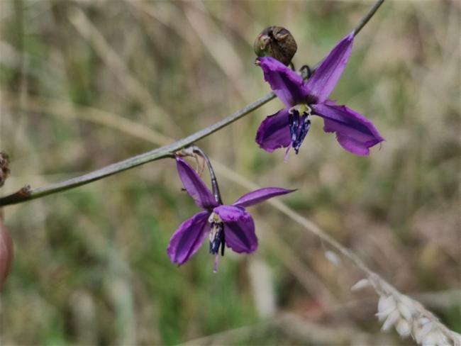 Arthropodium fimbriatum (Nodding Chocolate Lily) (alternate view 7)