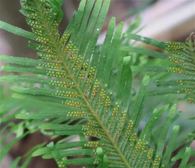 Sticherus flabellatus (Shiny fan fern) (alternate view 11)