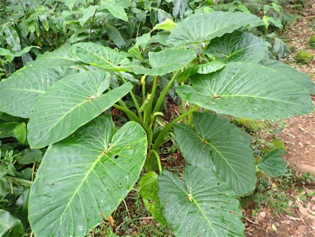 Alocasia brisbanensis (Cunjevoi) (alternate view 12)