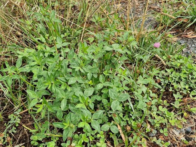 Trifolium fragiferum (Strawberry clover) (alternate view 11)