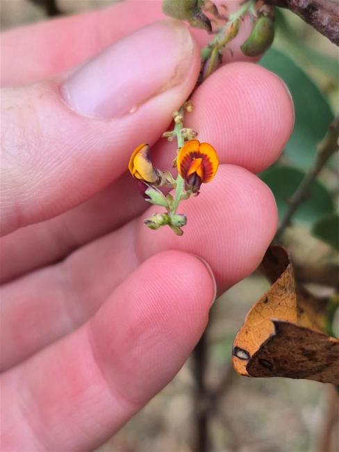 Daviesia latifolia (hop bitter-pea) (alternate view 10)