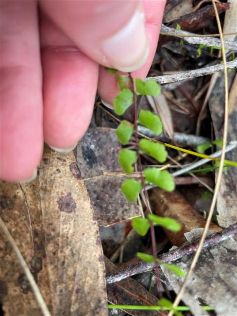 Lindsaea linearis (Screw Fern) (alternate view 11)