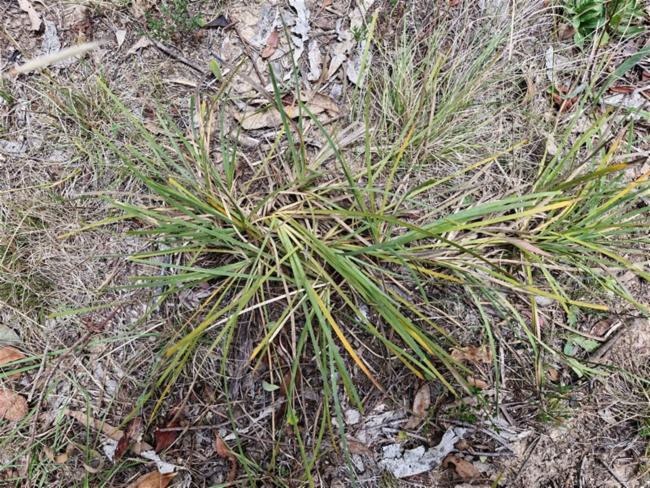 Lomandra filiformis (wattle mat-rush) (alternate view 11)