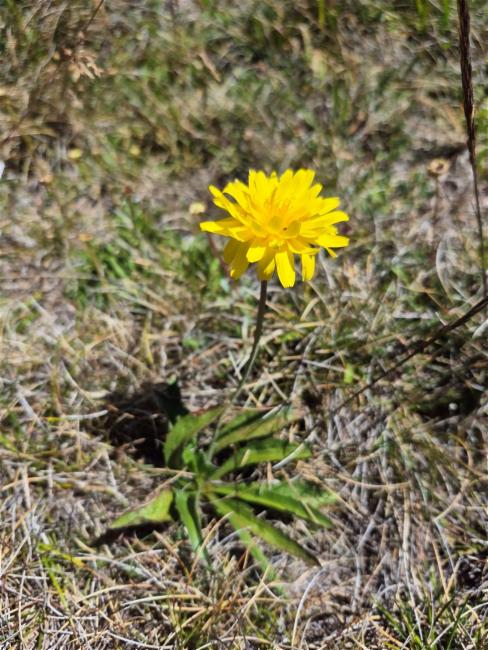 Microseris walteri (Murnong) (alternate view 7)