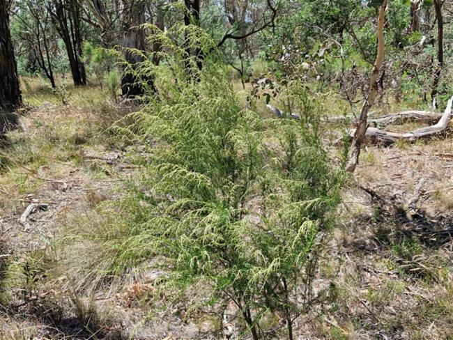 Cassinia sifton (Sifton Bush) (alternate view 11)