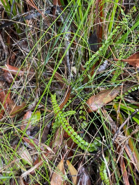 Lindsaea linearis (Screw Fern) (alternate view 12)