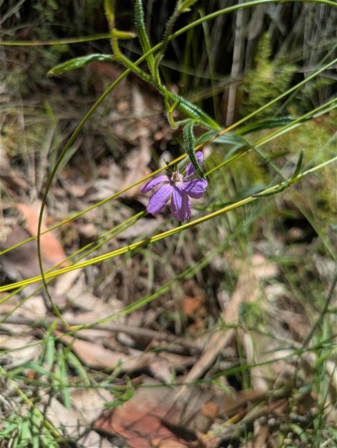Scaevola ramosissima (Hairy Fan-flower) (alternate view 11)