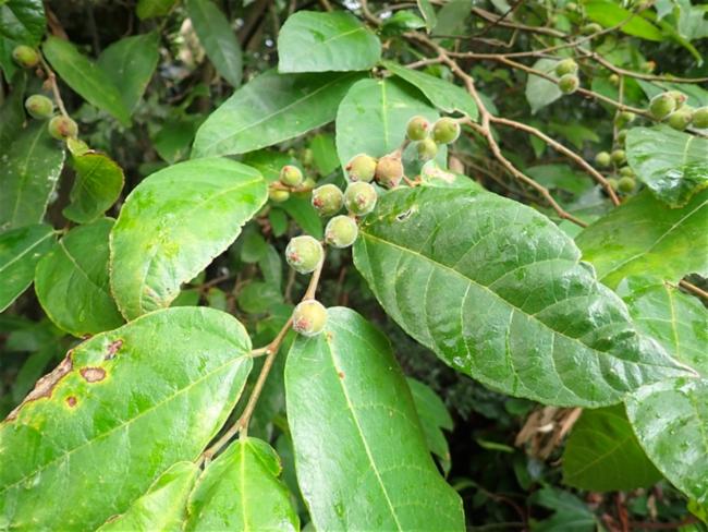 Ficus coronata (creek sandpaper fig) (alternate view 12)
