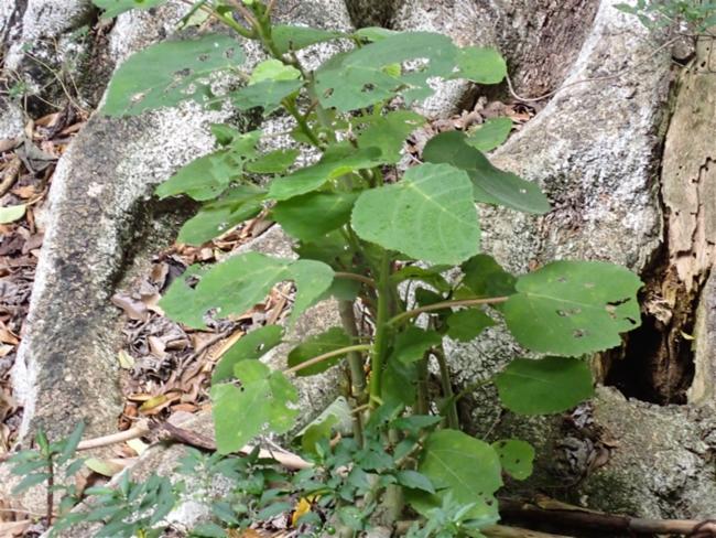 Dendrocnide excelsa (Giant Stinging Tree) (alternate view 11)