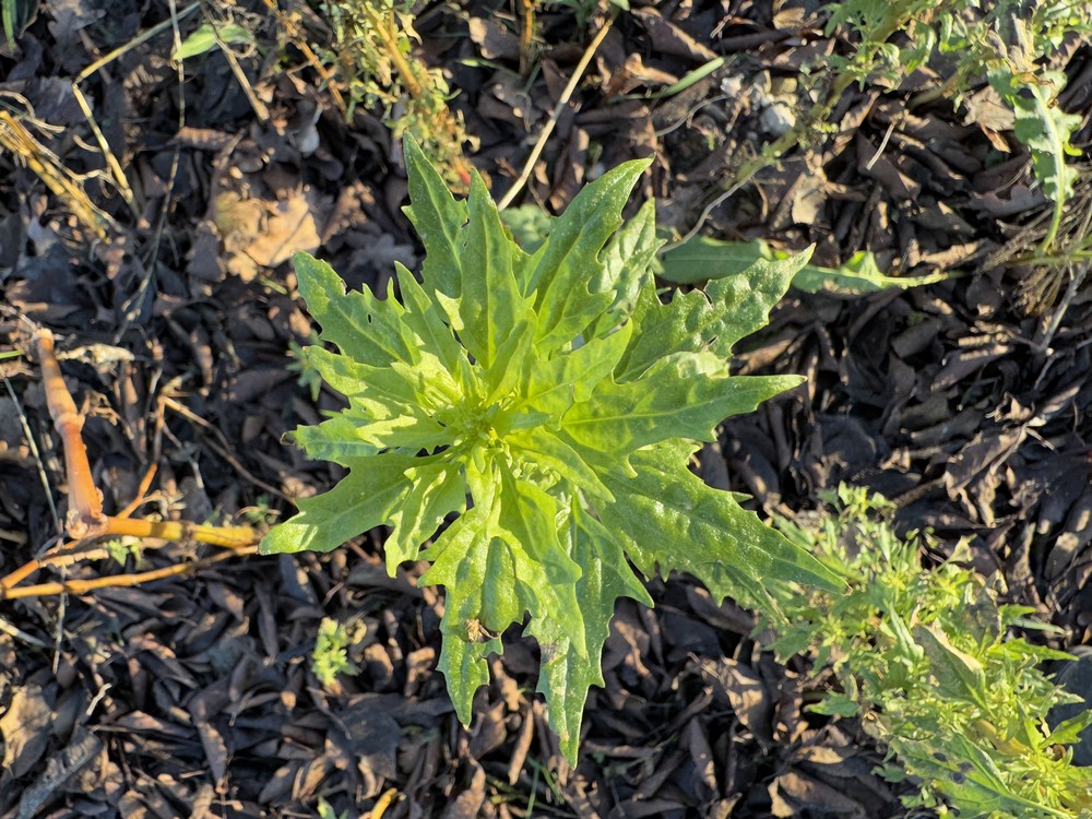 Oxybasis rubra (red pigweed) (alternate view 11)