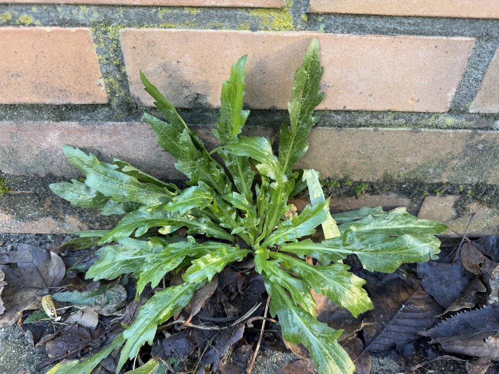 Erigeron floribundus (Tall Fleabane) (alternate view 12)