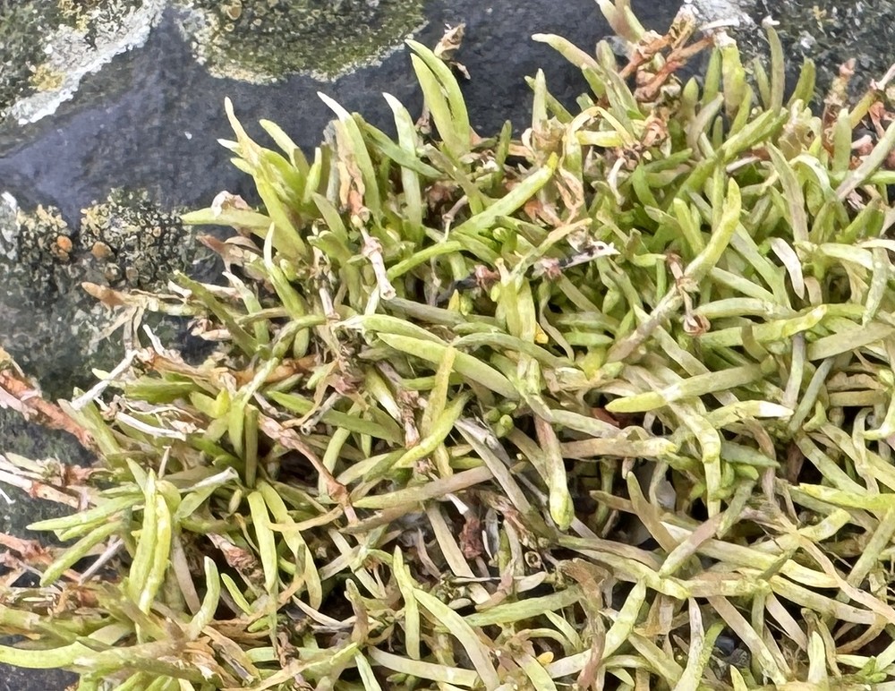 Spergularia marina (Saltmarsh Sand Spurry) (alternate view 13)