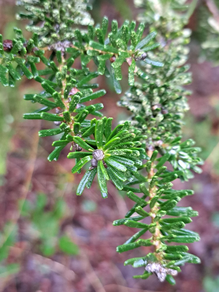Abies koreana (Korean fir) (alternate view 12)