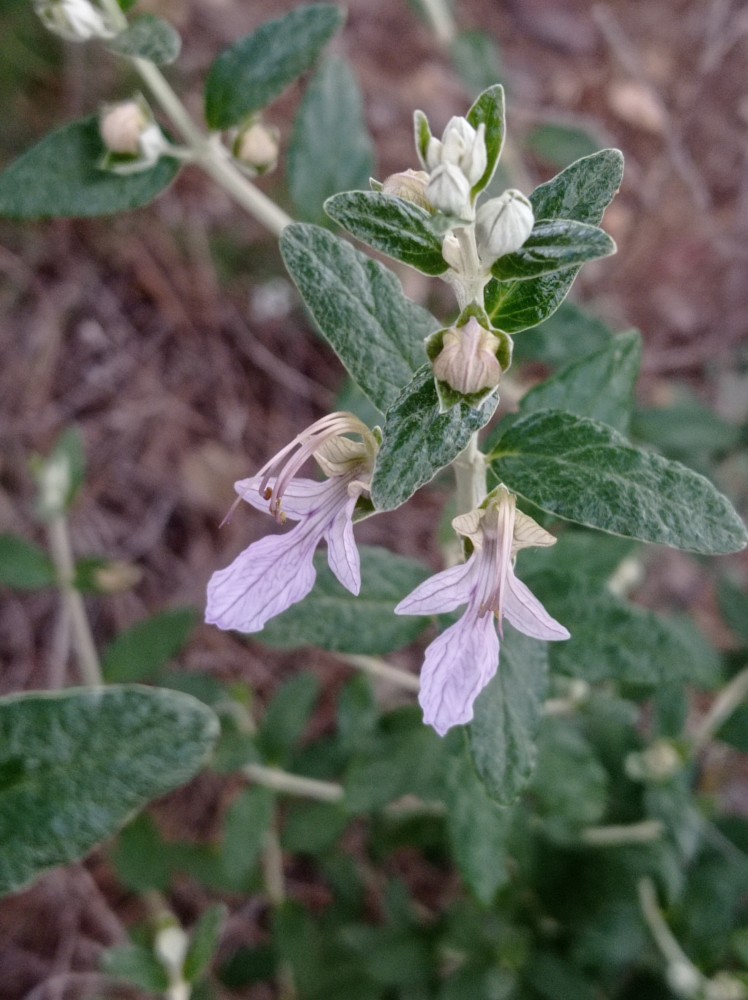 Teucrium fruticans
