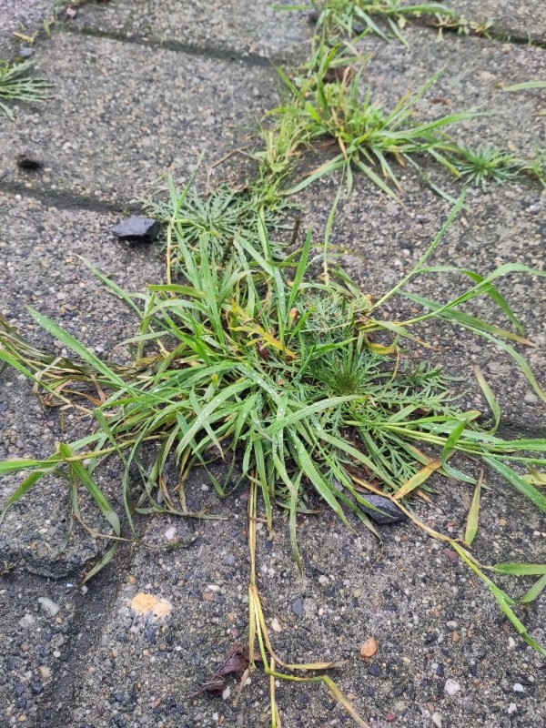 Polypogon viridis (water beard grass) (alternate view 11)