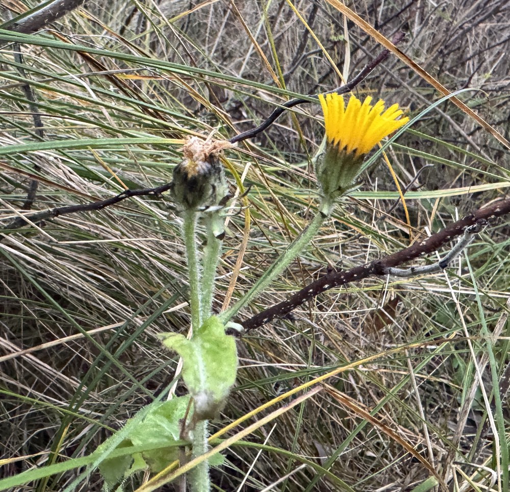 Picris hieracioides (Hawkweed Oxtongue) (alternate view 13)