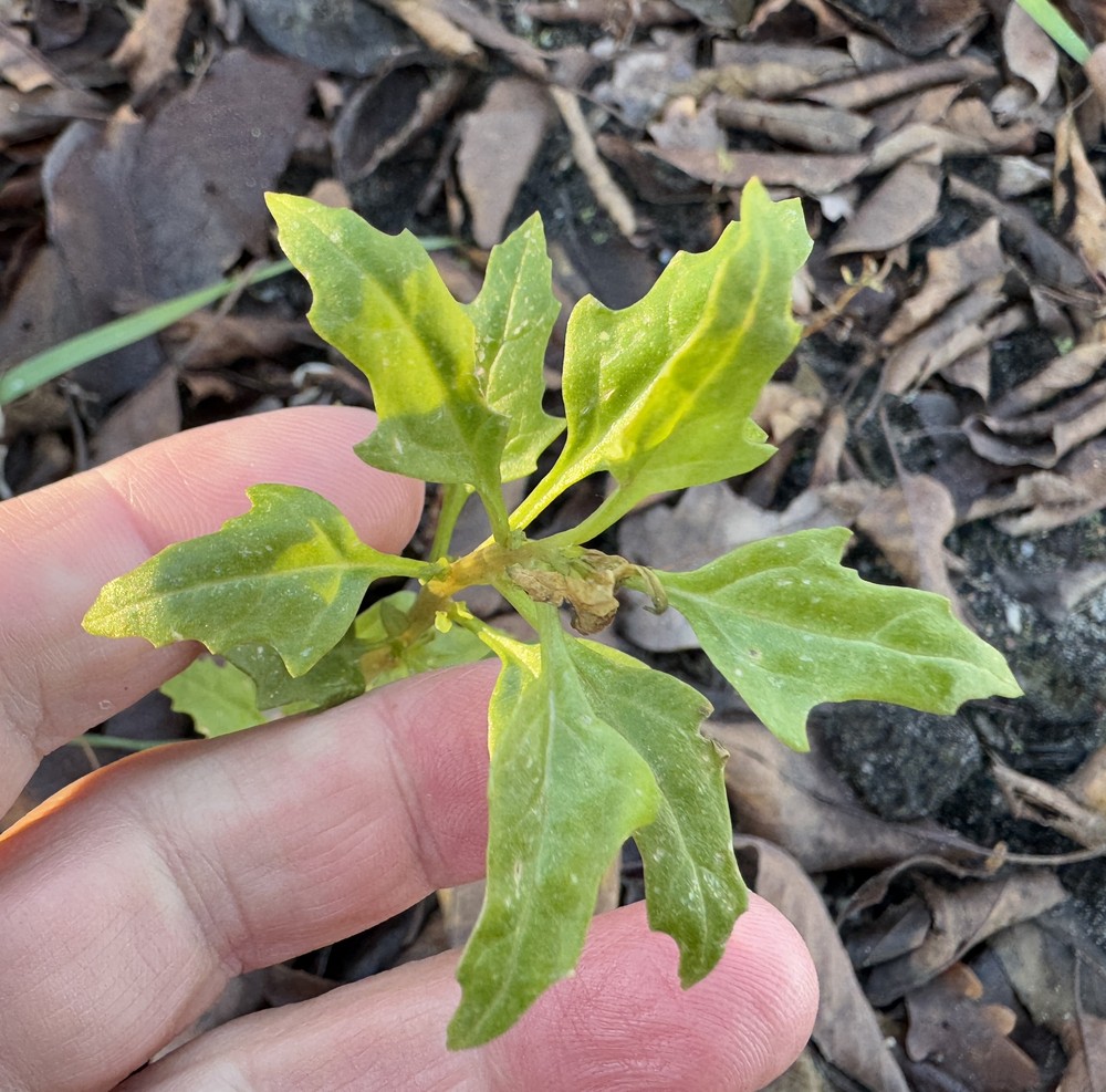 Oxybasis rubra (red pigweed) (alternate view 13)