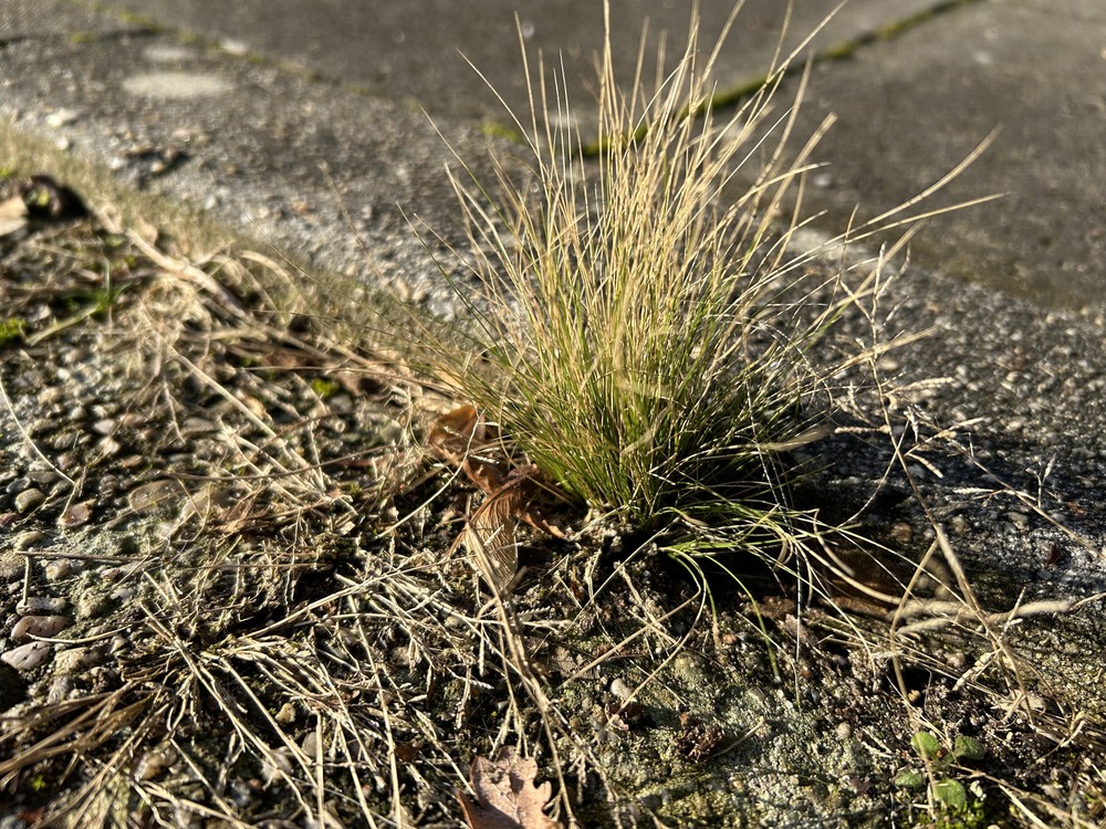 Stipa tenuissima (alternate view 3)