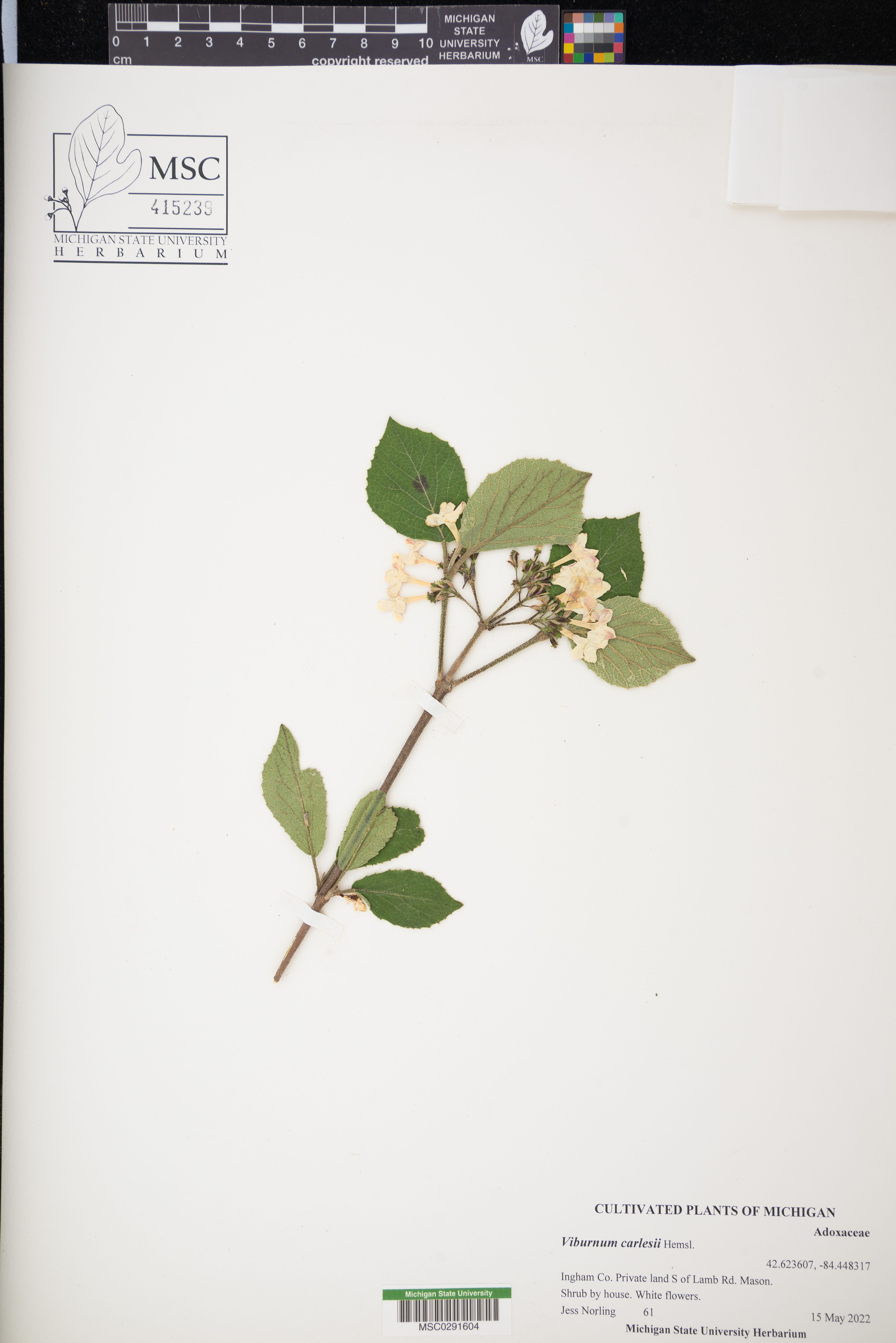 Viburnum carlesii (Korean spice viburnum) (alternate view 12)