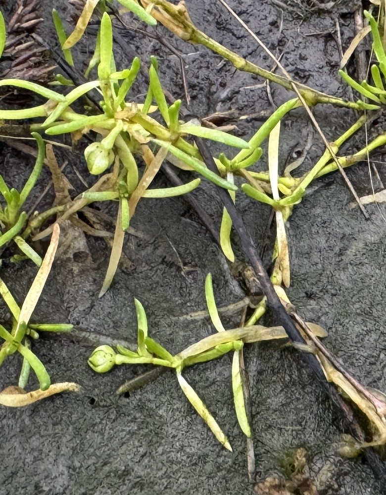 Spergularia marina (Saltmarsh Sand Spurry) (alternate view 11)