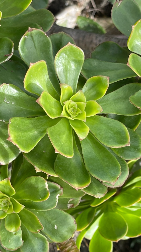 Aeonium arboreum (Tree Aeonium)