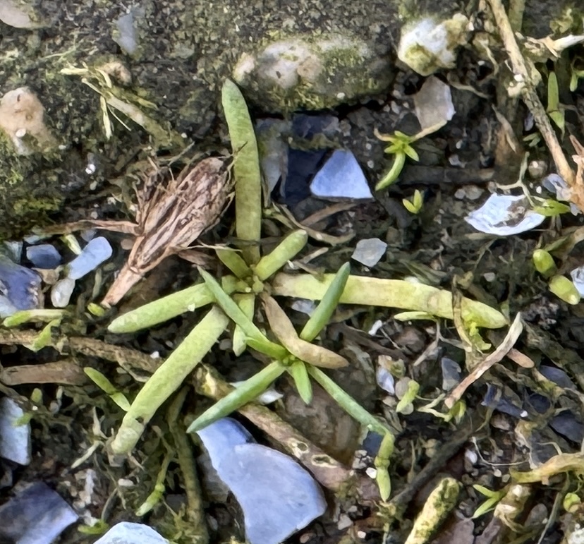 Spergularia marina (Saltmarsh Sand Spurry) (alternate view 12)